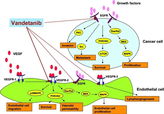 How Does Vandetanib powder Work