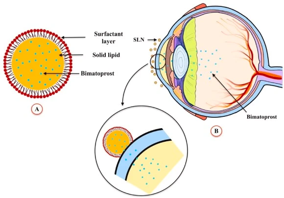 Bimatoprost mechanism of action Bimatoprost mechanism of action
