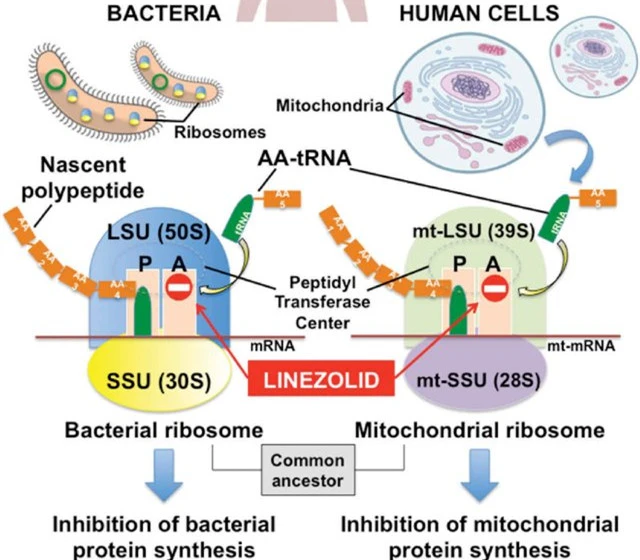 Linezolid Mechanism Of Action Linezolid Mechanism Of Action