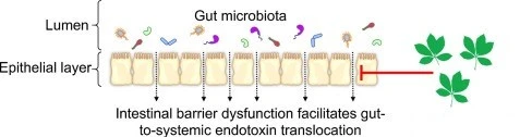 Gut Barrier Function