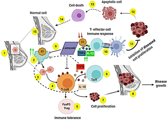 How Does Letrozole Work In The Body