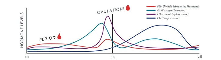 estrogen levels
