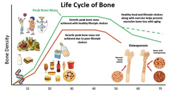 bone health