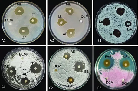 Antimicrobial activity Antimicrobial activity