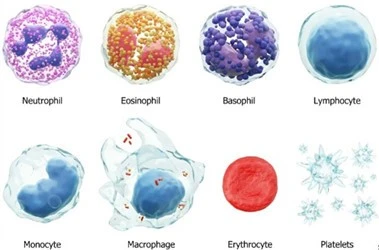 Hematological Abnormalities