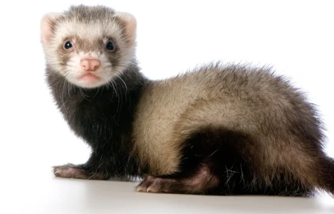 Ferret