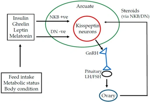 Deslorelin Mechanism Of Action
