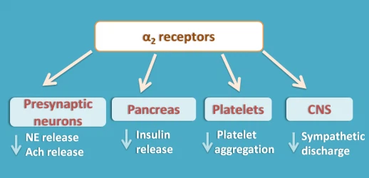 alpha-2 receptor alpha-2 receptor