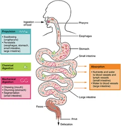 Gastrointestinal absorption Gastrointestinal absorption