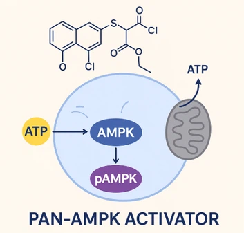 What Is The Mechanism Of Action Of O-304 What Is The Mechanism Of Action Of O-304