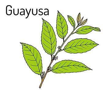 Guayusa, --ofurlaufa--te Ekvador