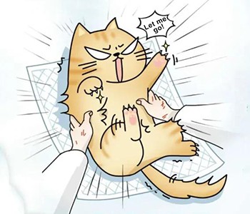 Hver er munurinn á svæfingu og róandi áhrifum? 5 staðreyndir sem þú verður að...