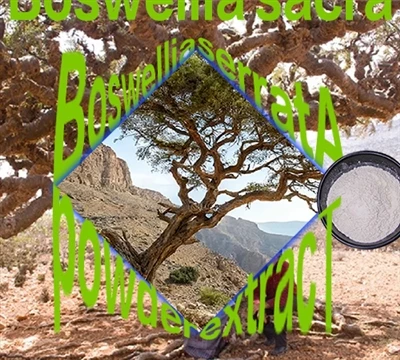 Heilög Tears Of The Frankincense Tree