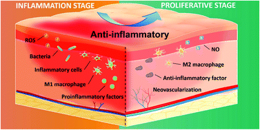 Mechanism Of Action--Anti-inflammatory Effects Mechanism Of Action--Anti-inflammatory Effects