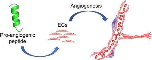 Pro-angiogenic Pro-angiogenic